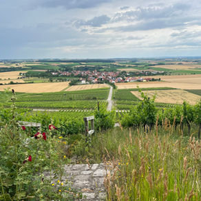 Exkursion ins Weinparadies