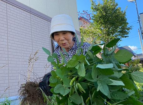 おまかせ 収穫.jpg