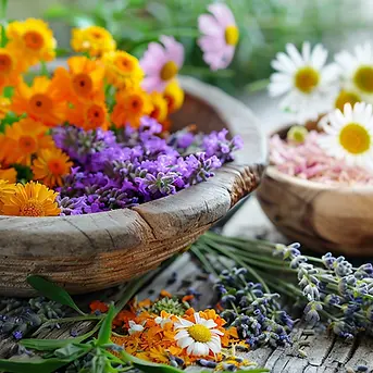 zipzap92_m_plantes v6.webp