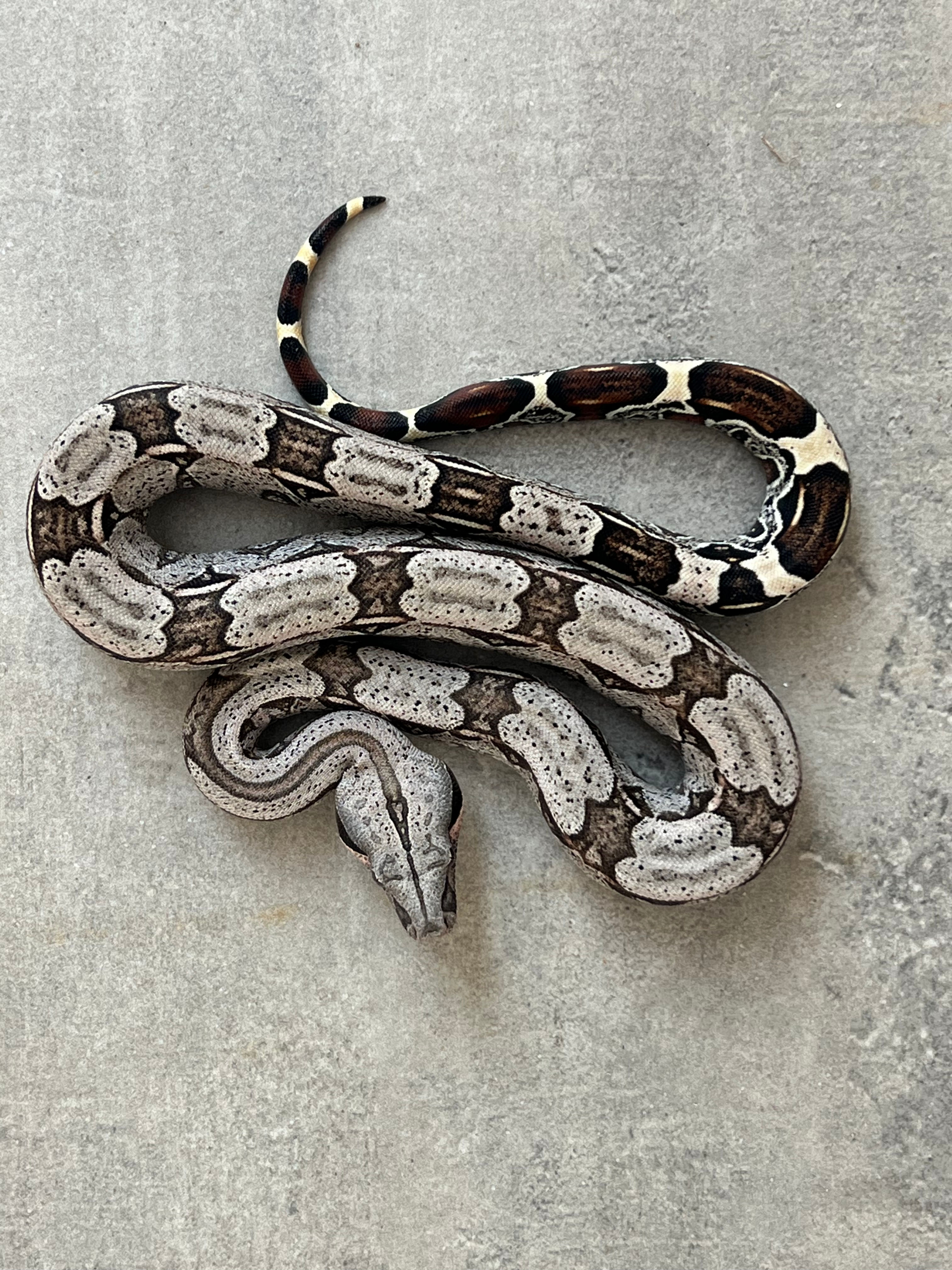 BCC Macho - Ref : 7200