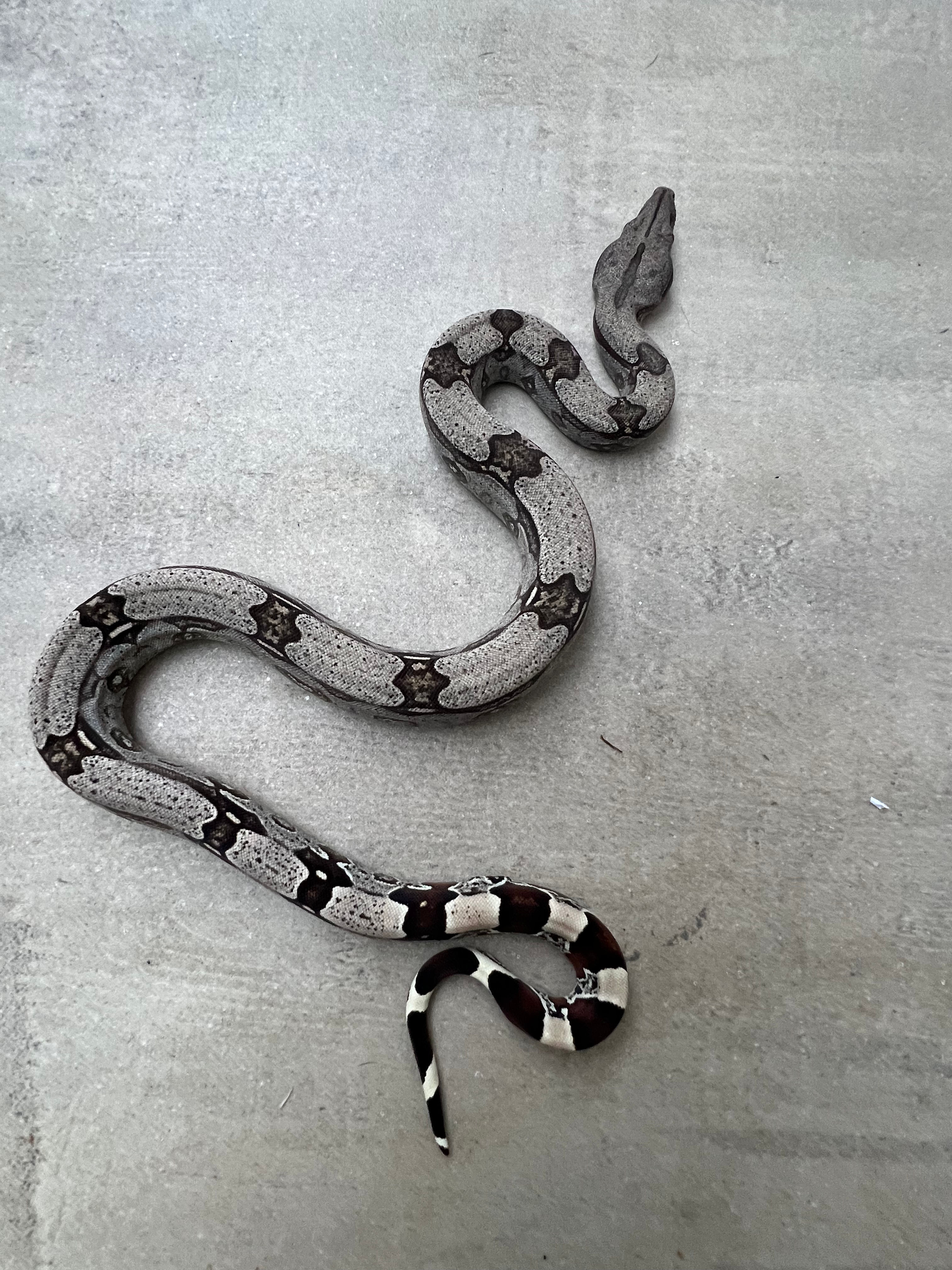 Jiboia boa Constrictor Fêmea - Ref : 7165