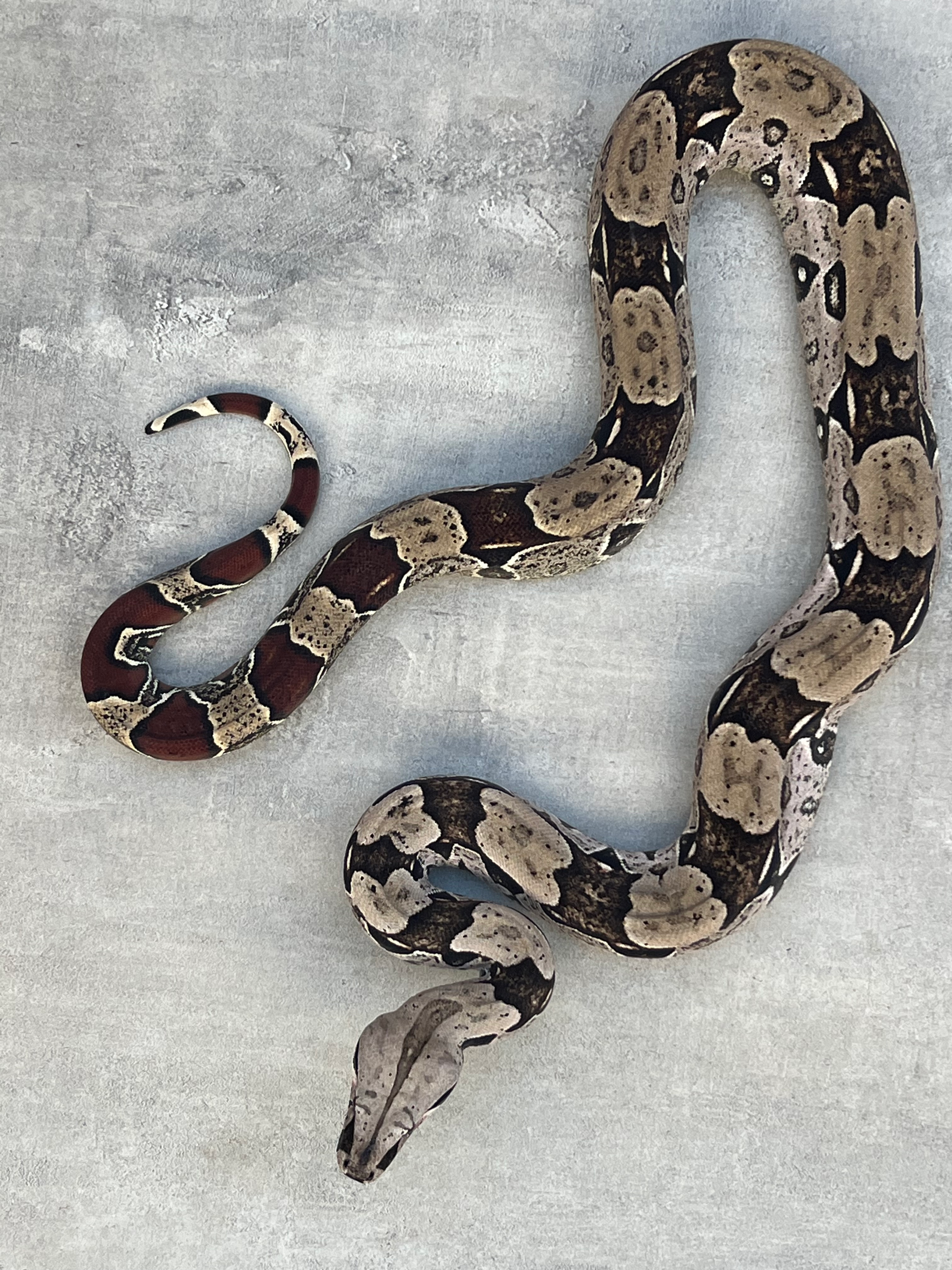 Jiboia boa Constrictor - fêmea - Ref : 4687