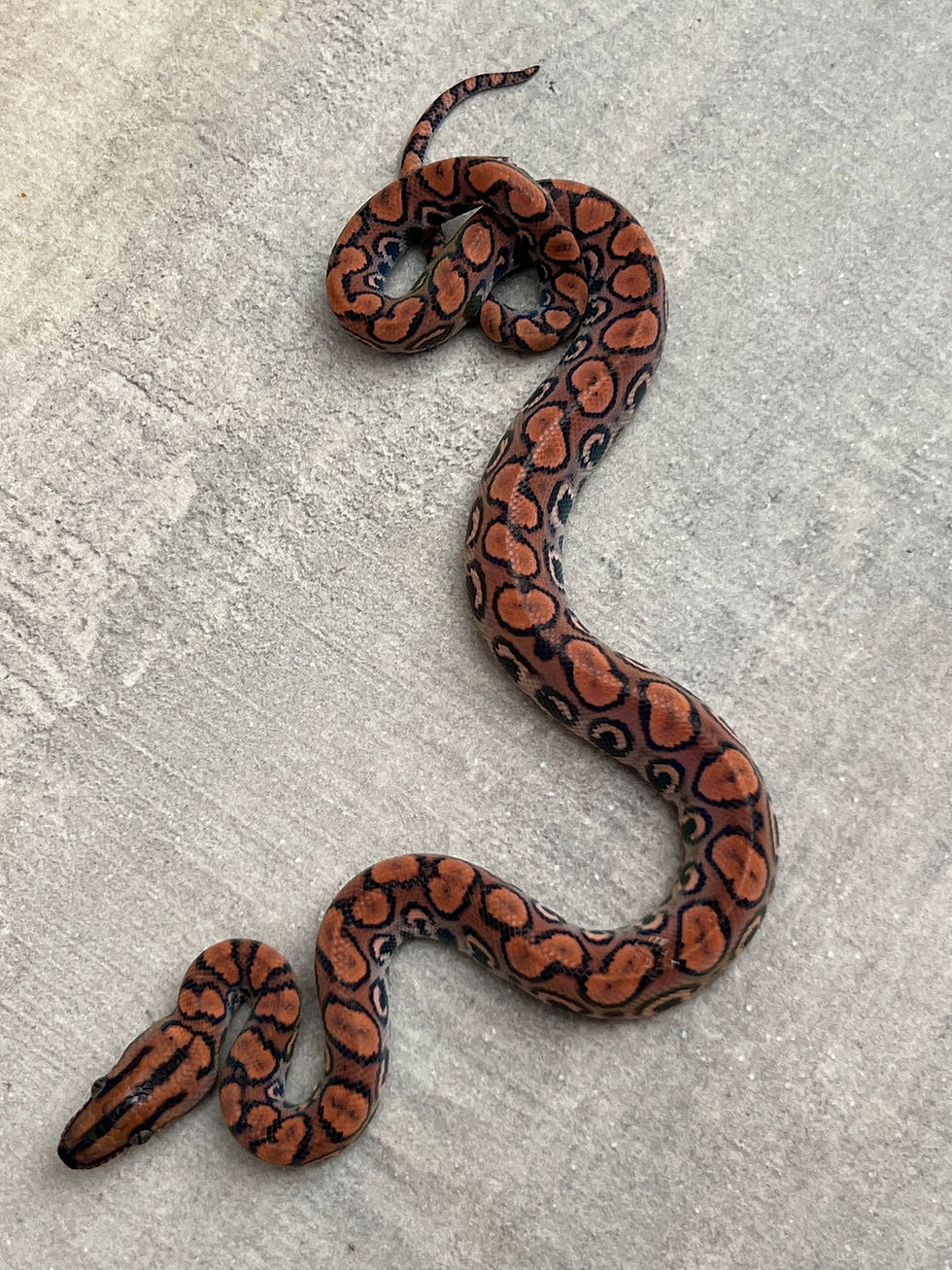 Miniatura: Jiboia arco íris da Amazônia Fêmea - Ref : 7150