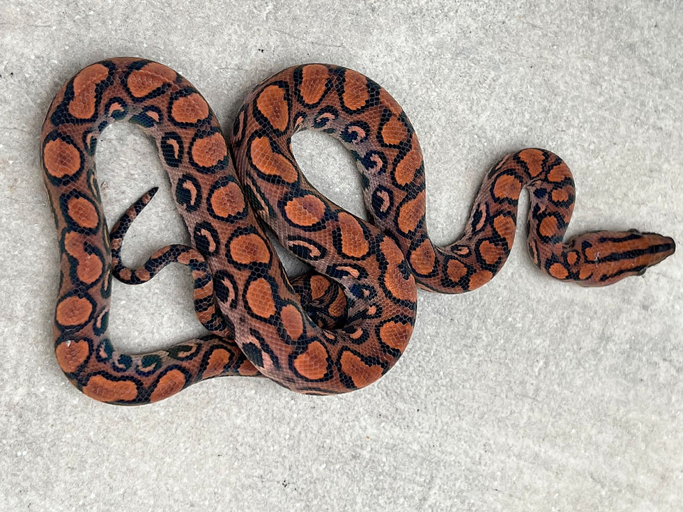 Miniatura: Jiboia arco íris da Amazônia Fêmea - Ref : 7143