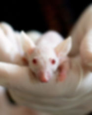 Transgenic Animals