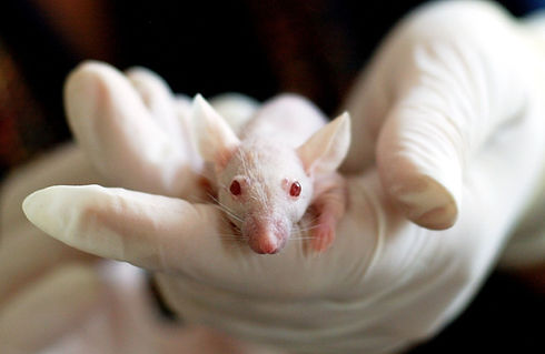 Transgenic Animals