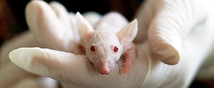 Ratón blanco con guantes