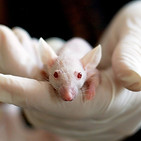 Transgenic Animals