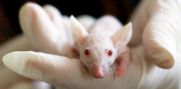 Transgenic Animals
