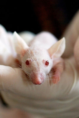 rat