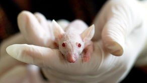 Alternatives To Animal Testing In Clinical Research