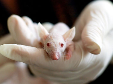 Transgenic Animals