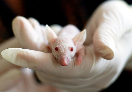 Transgenic Animals