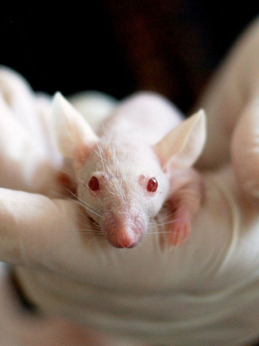 April 1st, 2023- First Quarter/Waxing Gibbous Leo