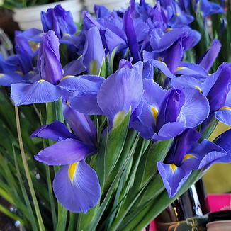 flower2.jpg