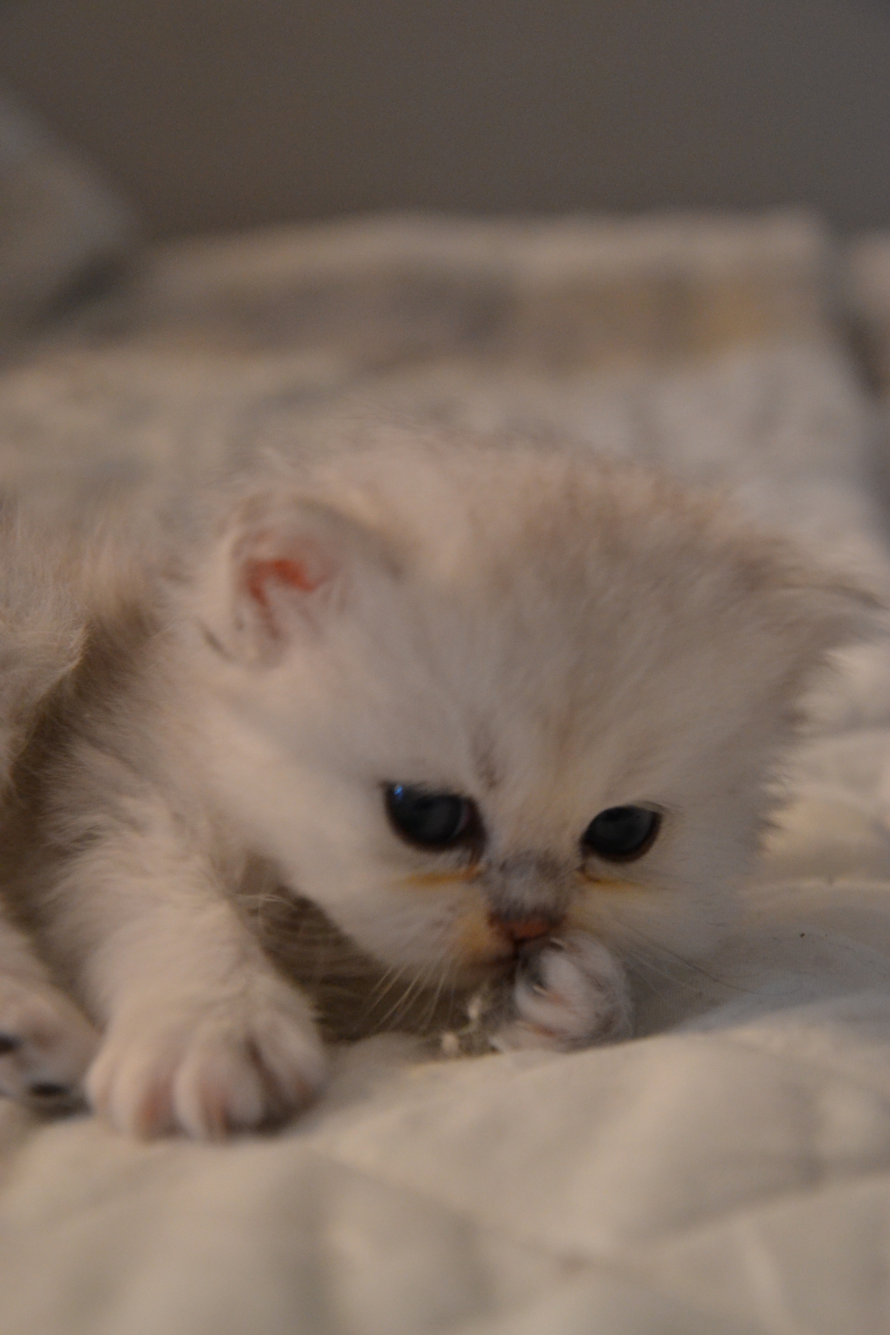 1 mois