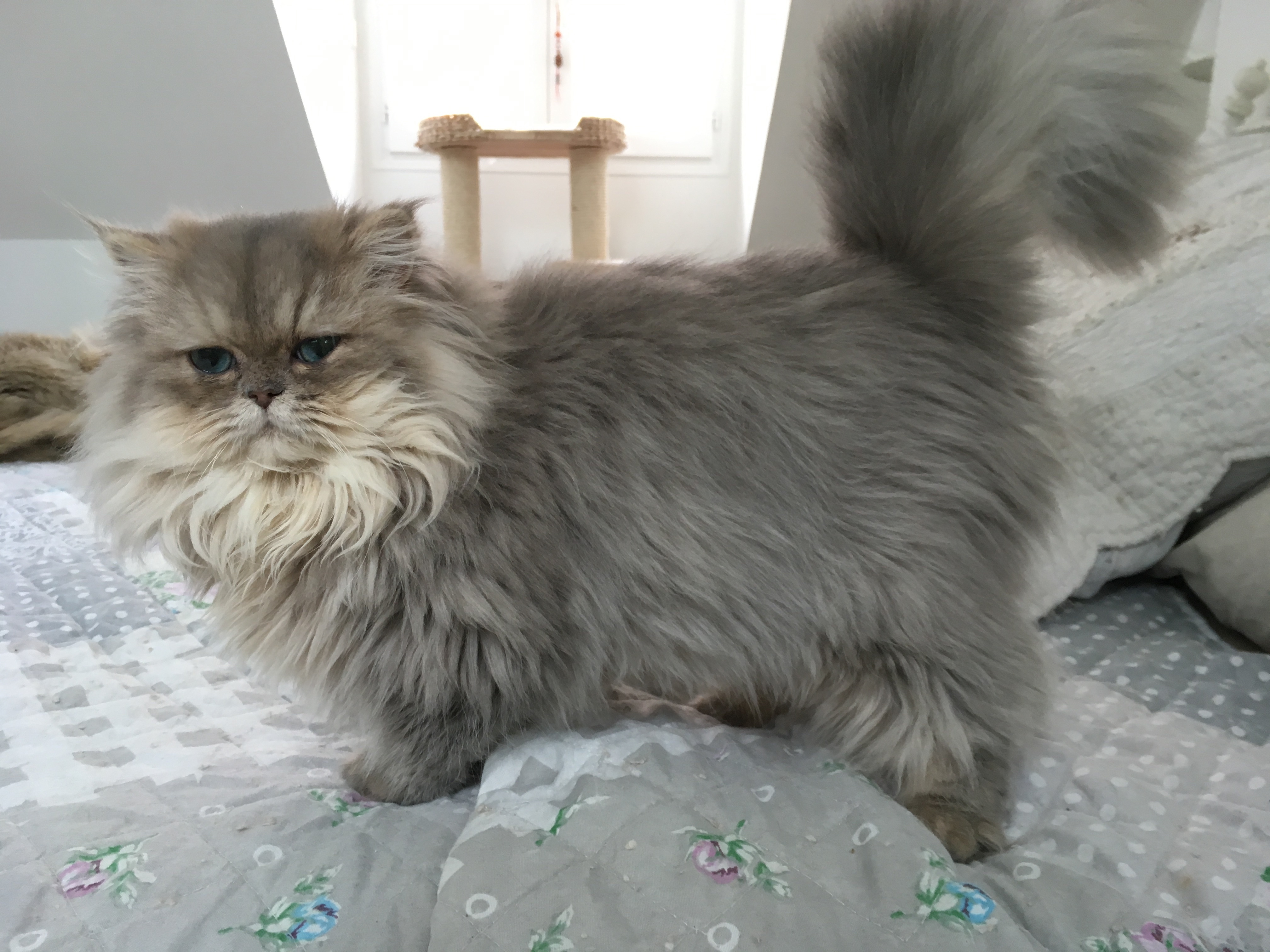 7 mois