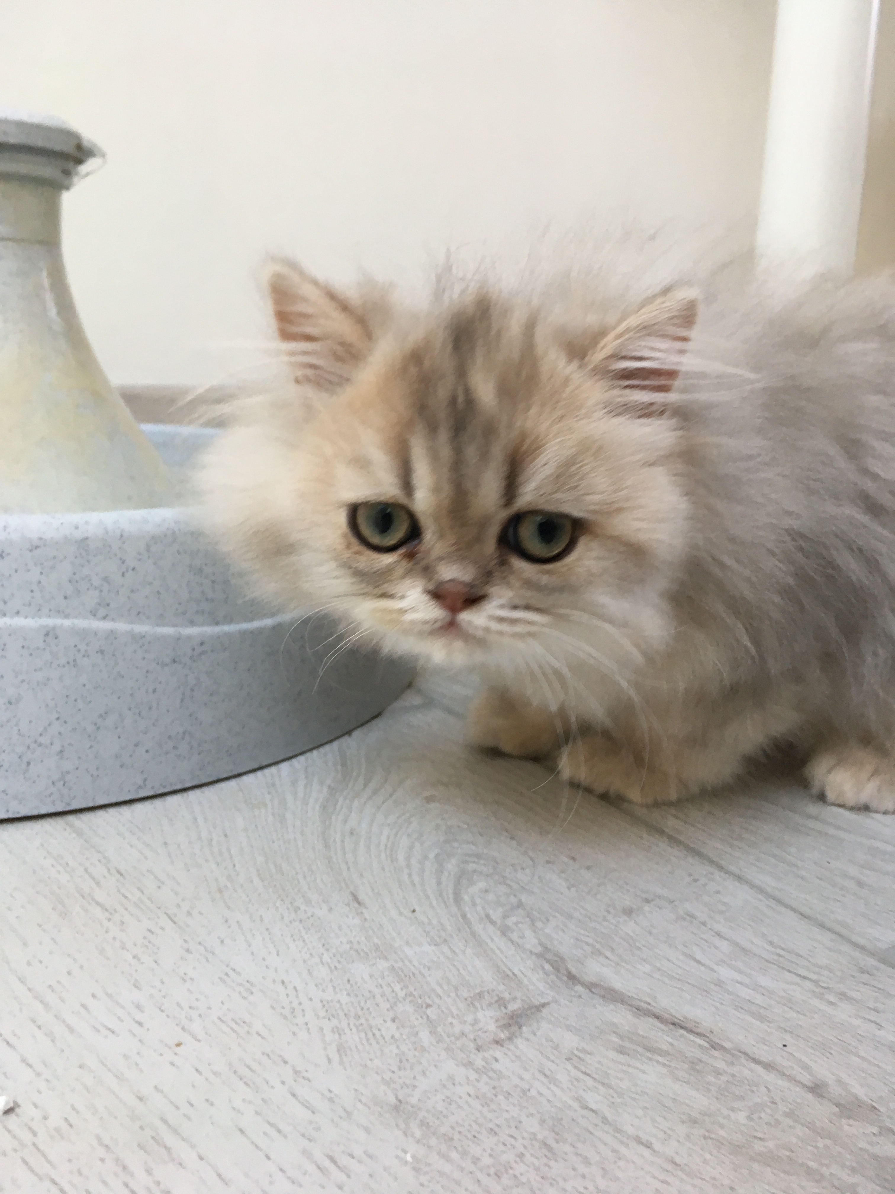 3 mois
