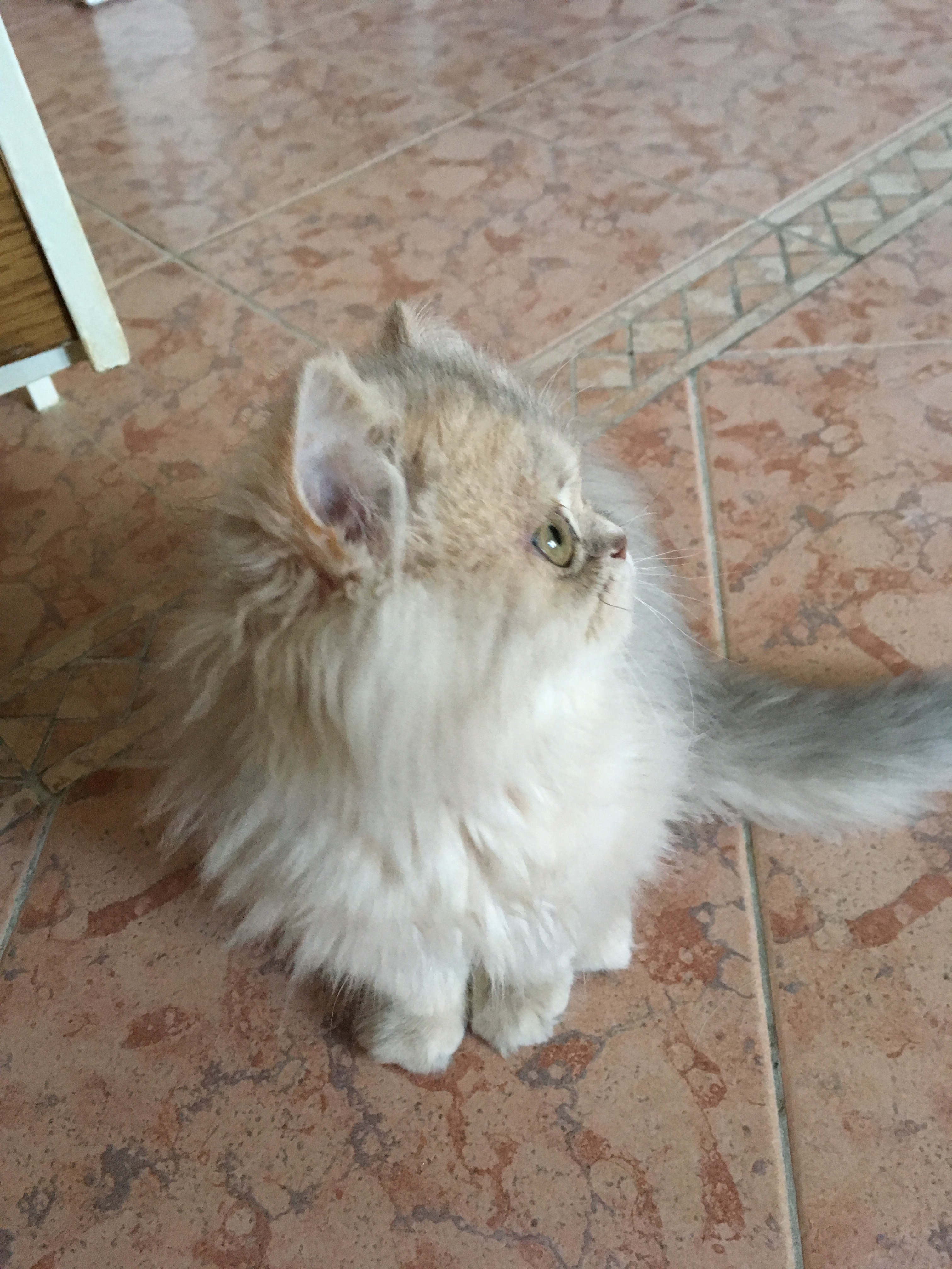 4 mois