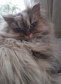 Orychakque, 2 ans