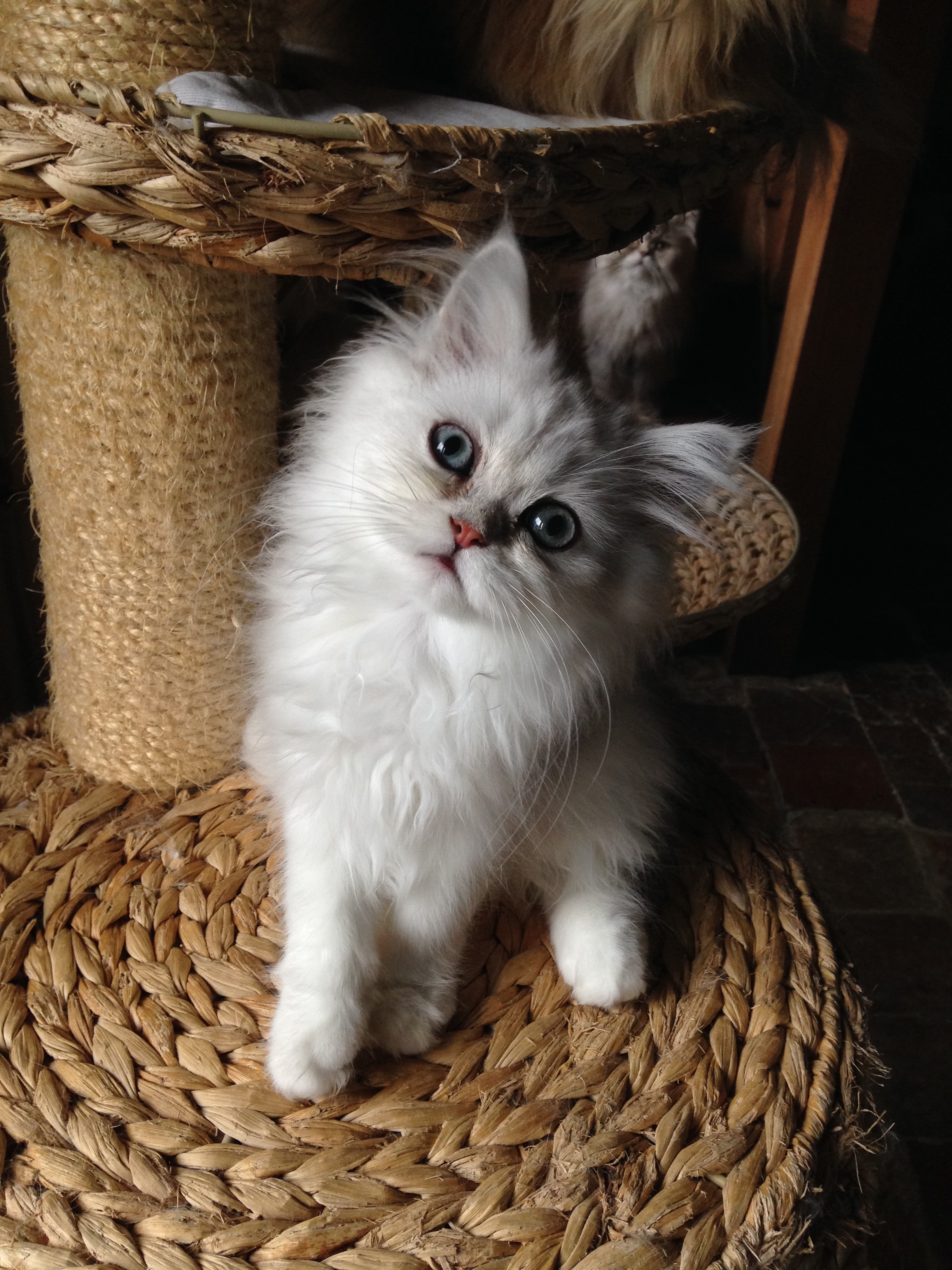3 mois