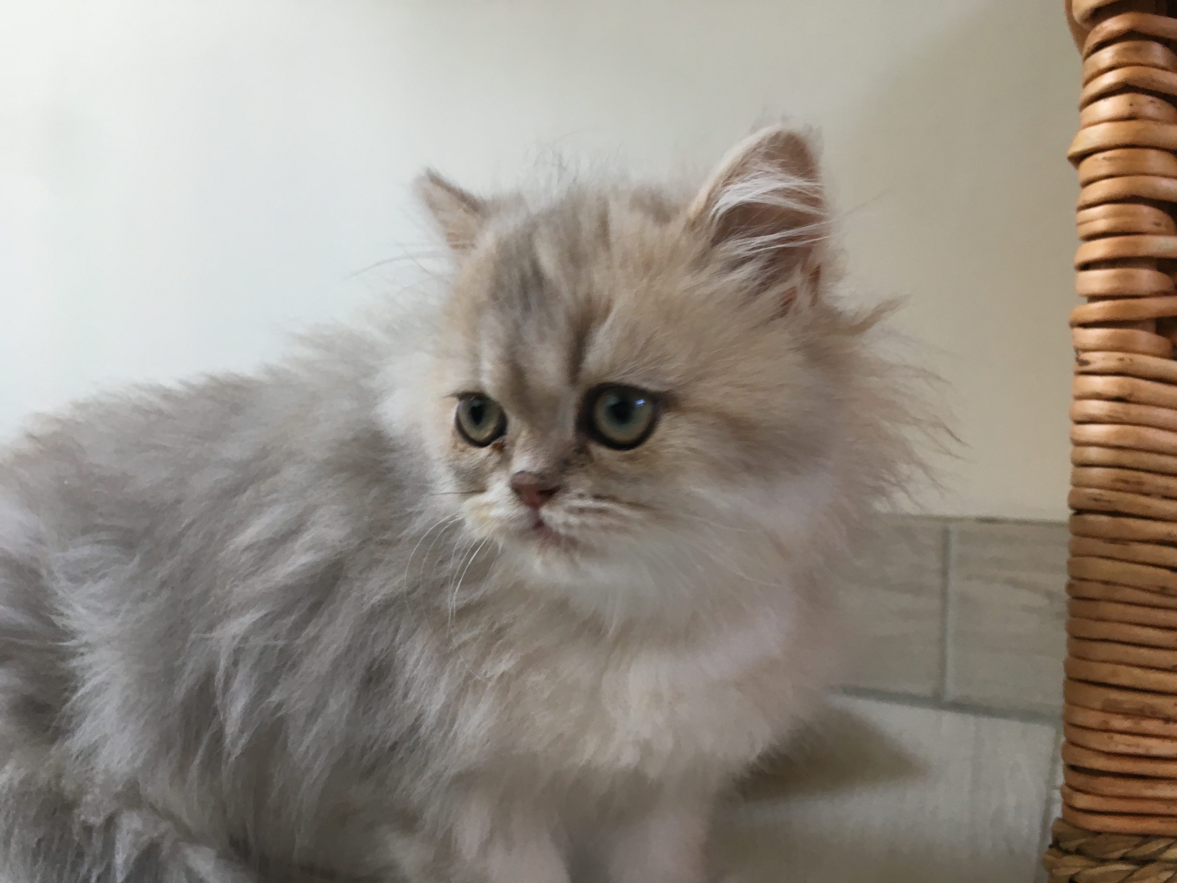 3 mois