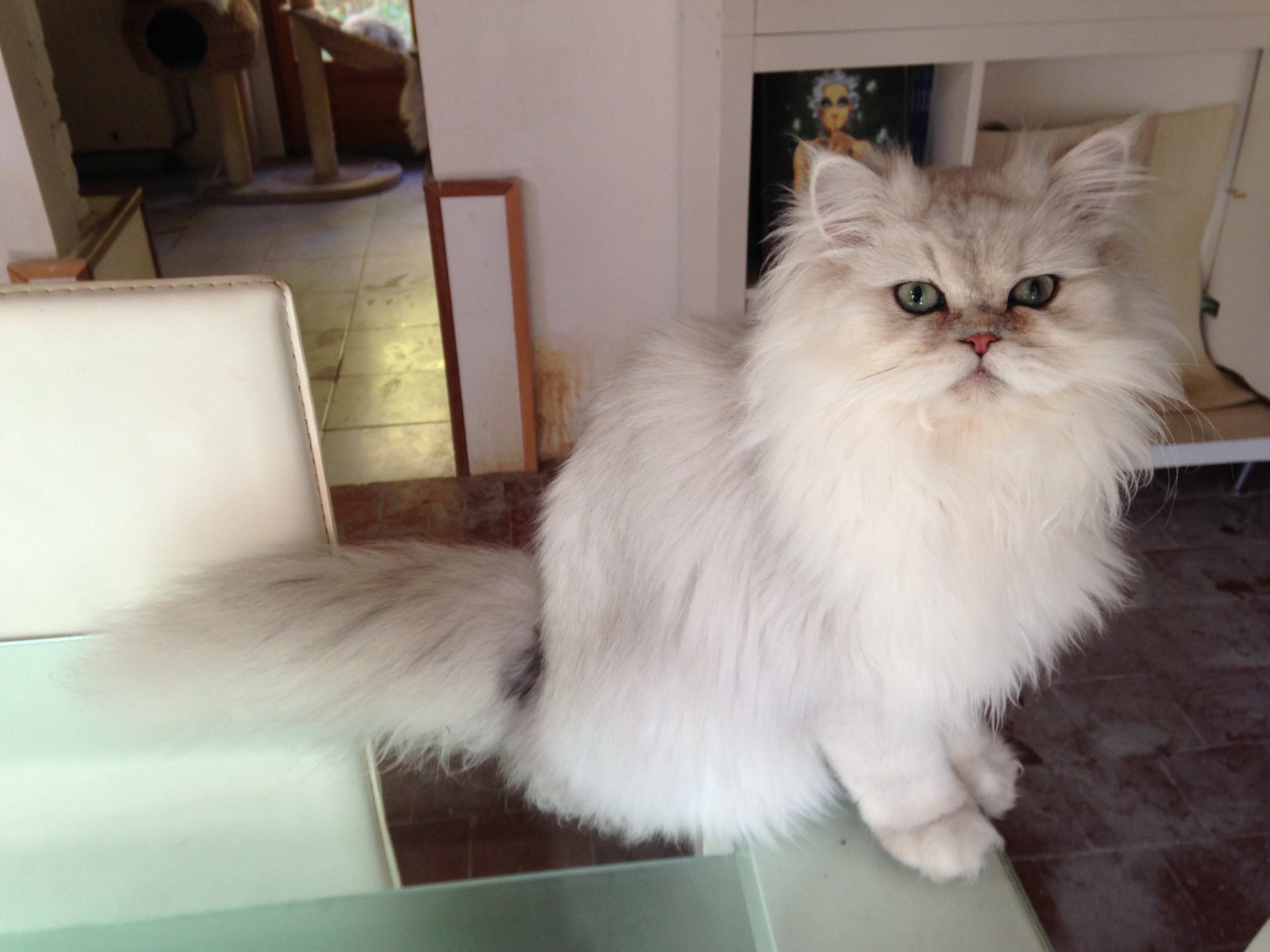 7 mois