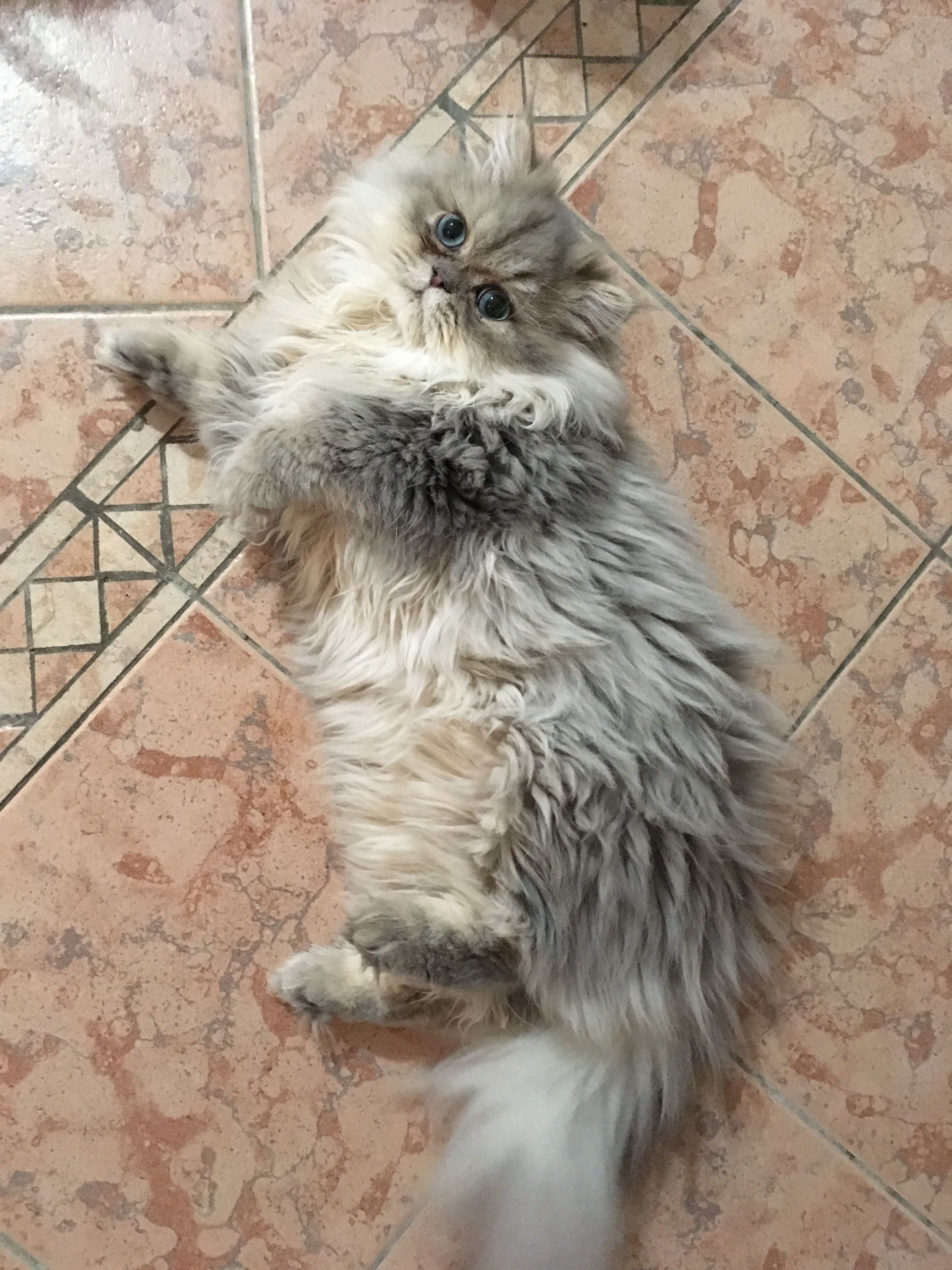 7 mois