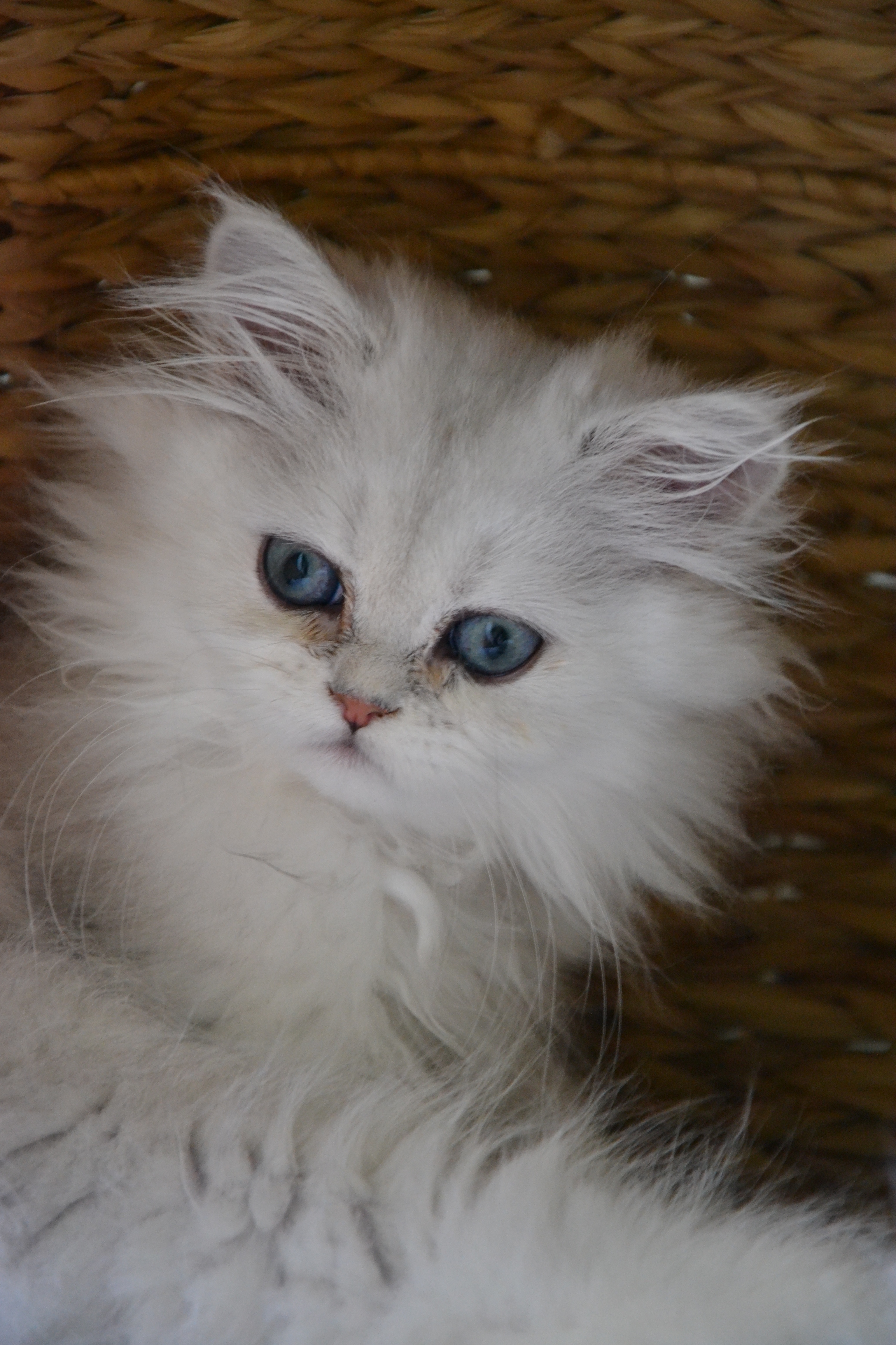 2 mois