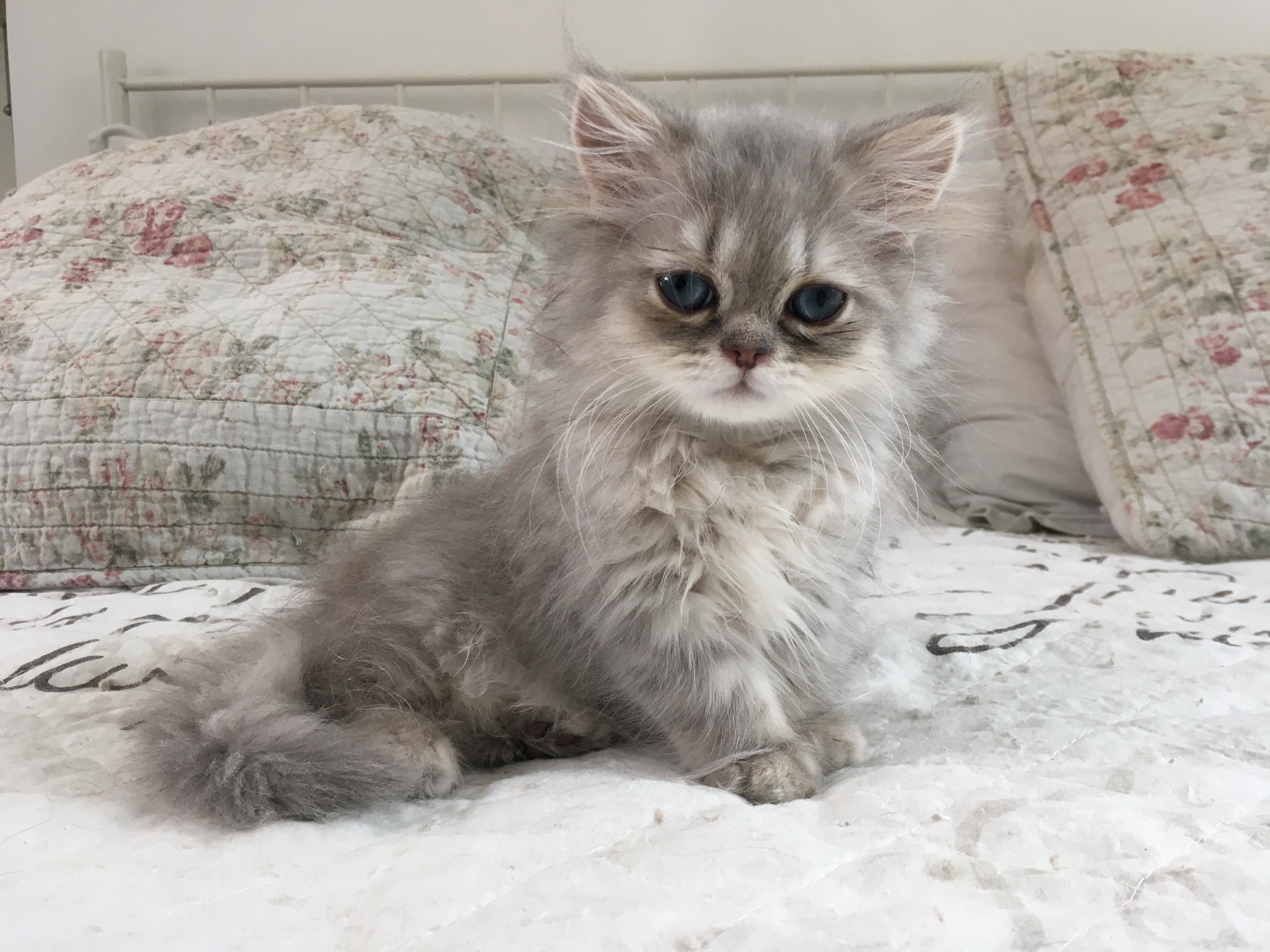 3 mois