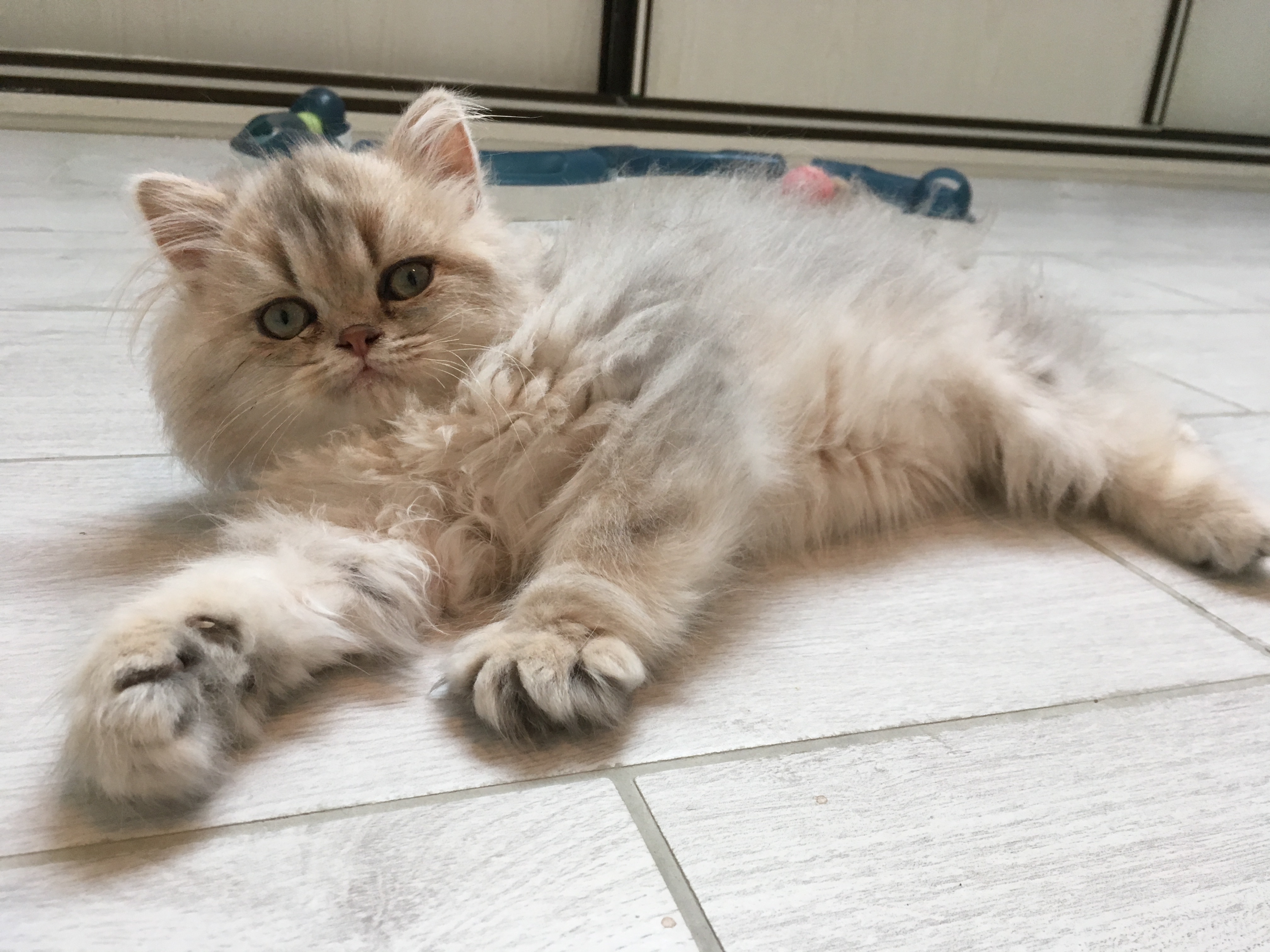 3 mois