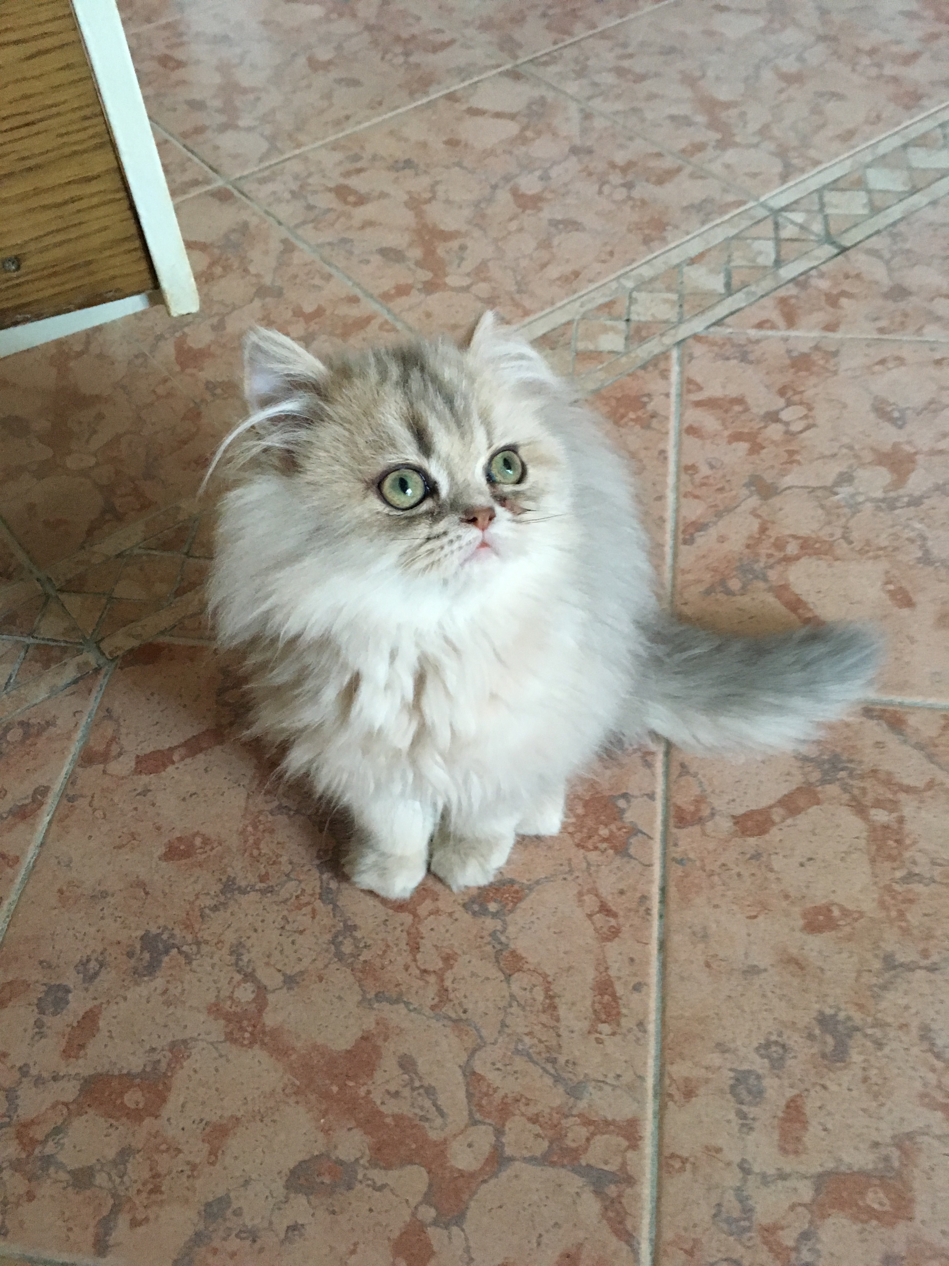 4 mois