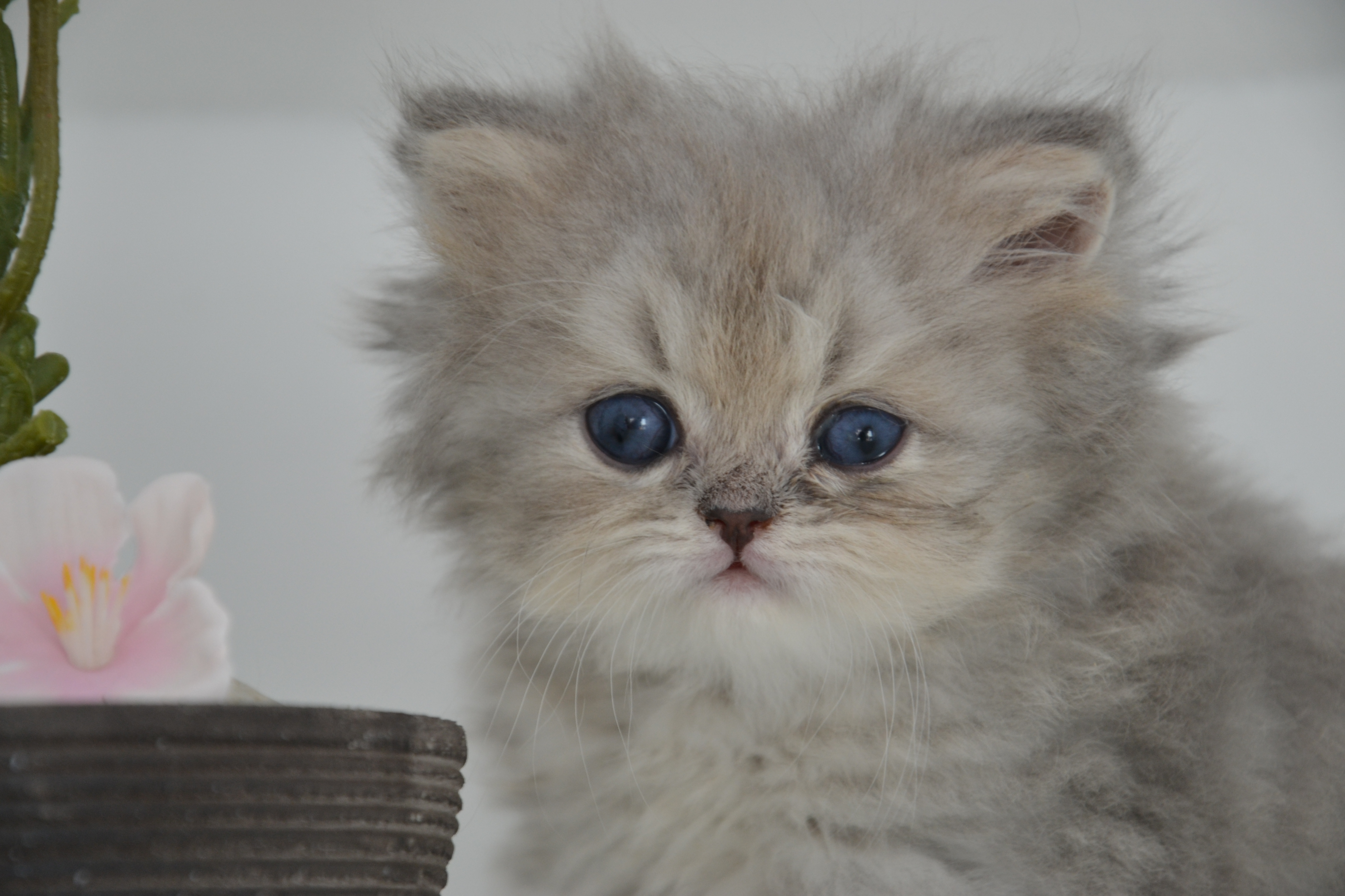 1 mois