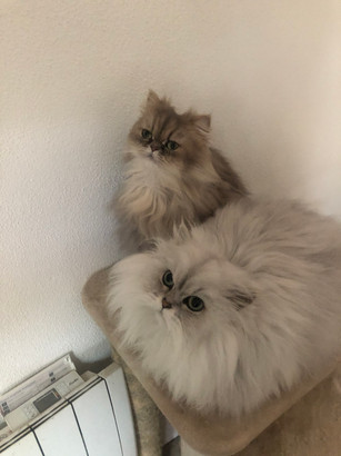 Perle, 1 an et Onyx, 2ans