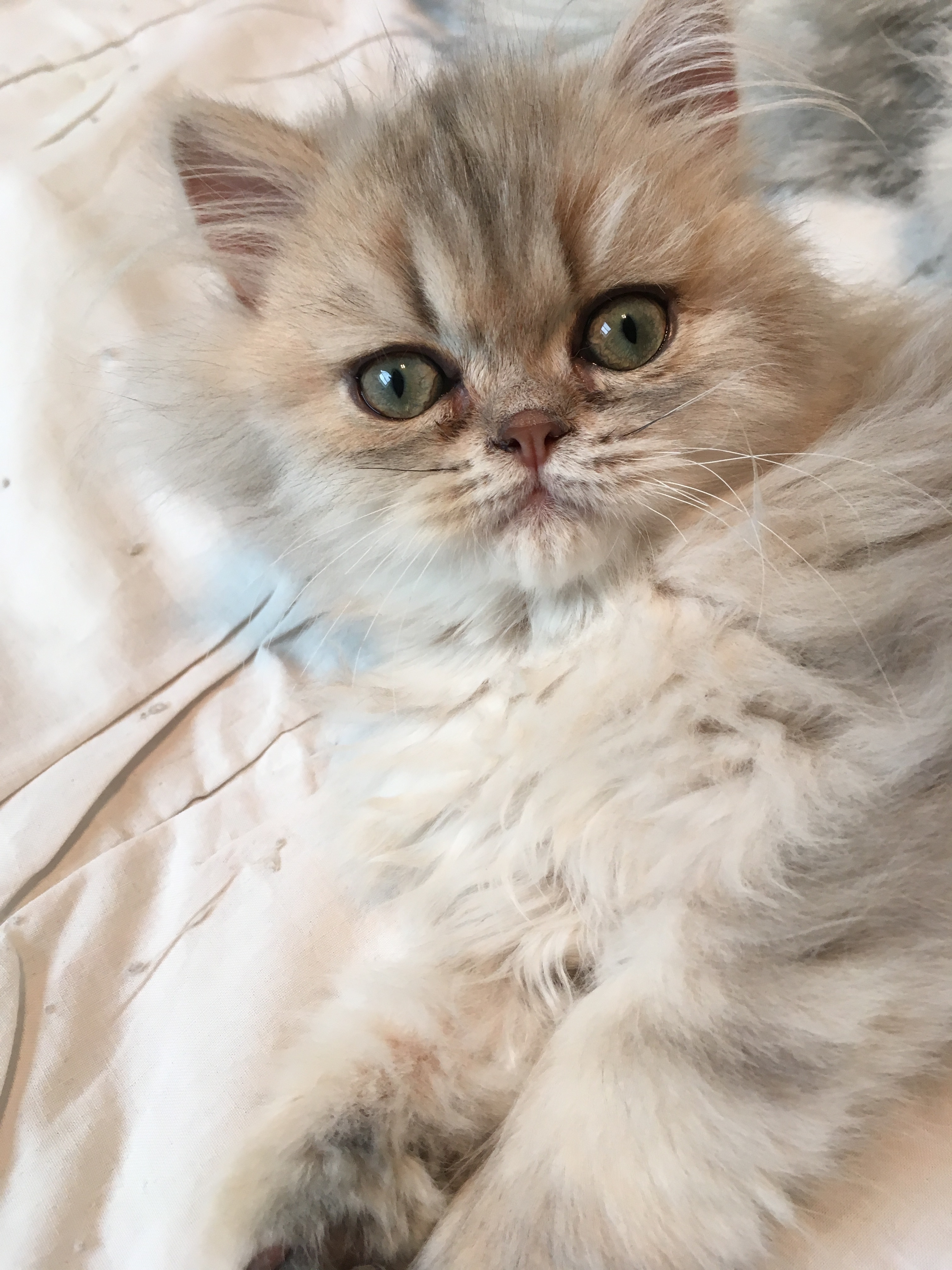 3 mois