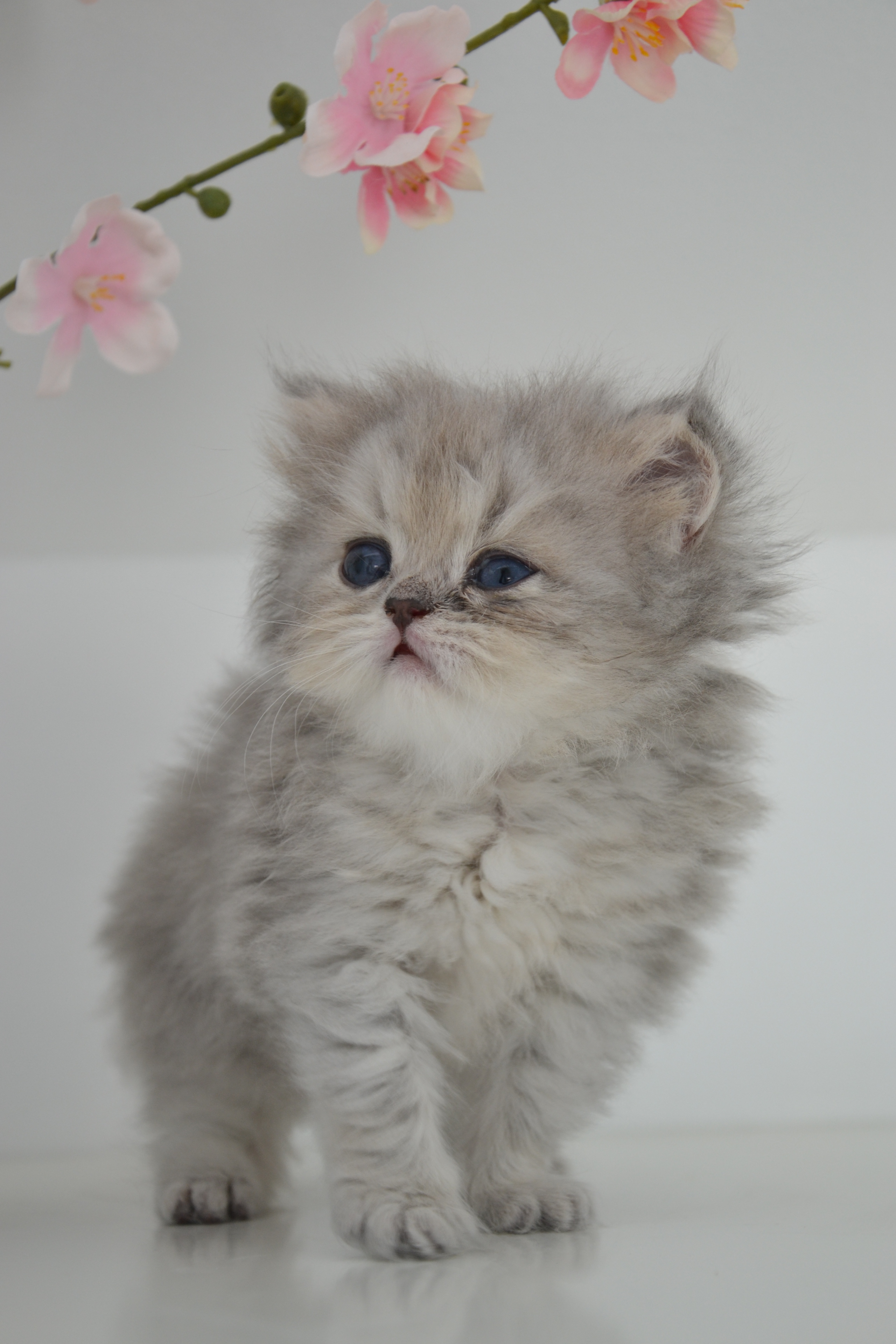 1 mois