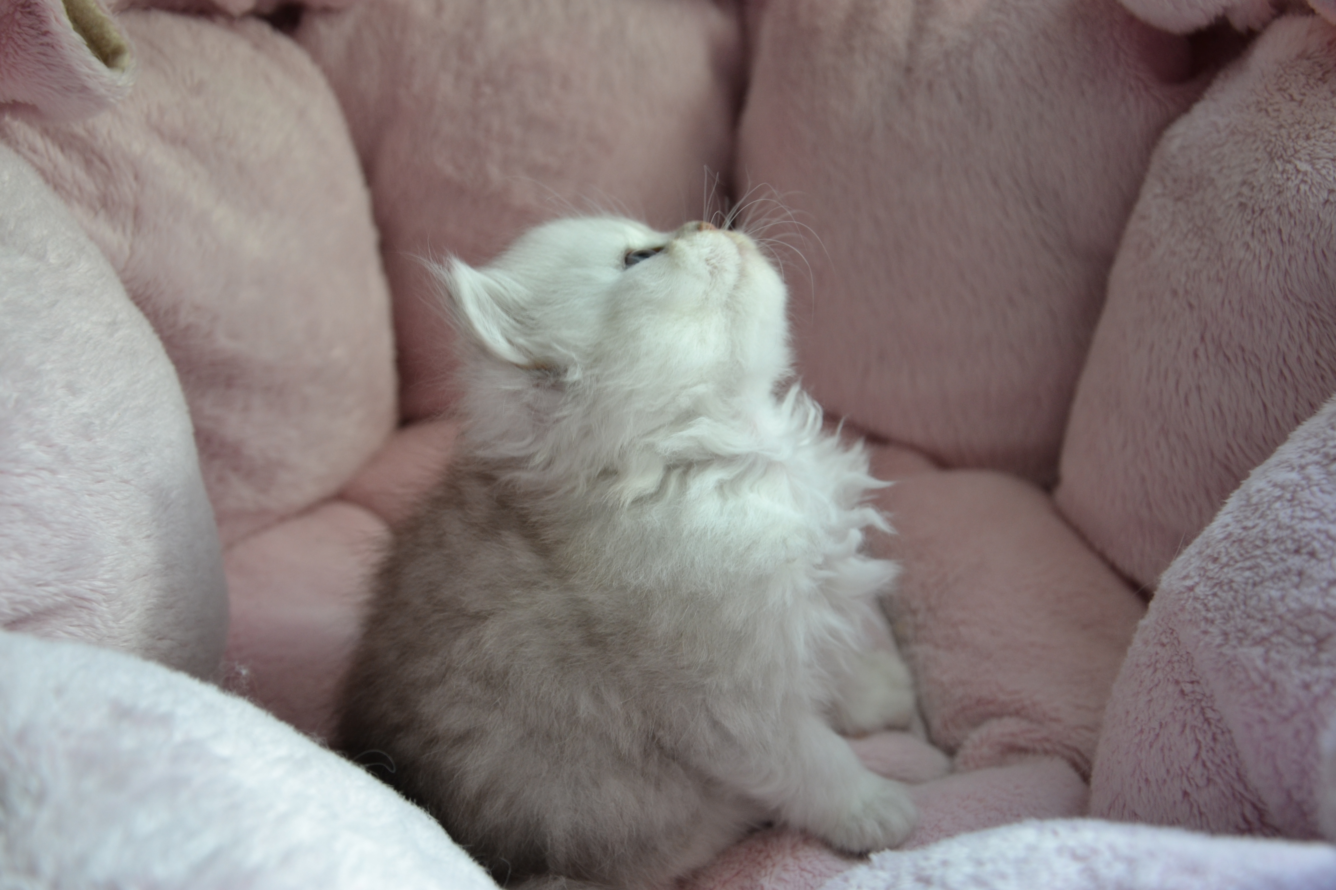 1 mois