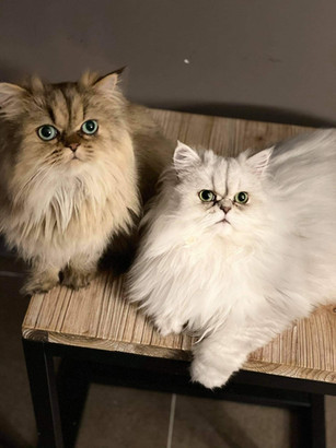 Perçy, 1 an et Oslo, 2 ans