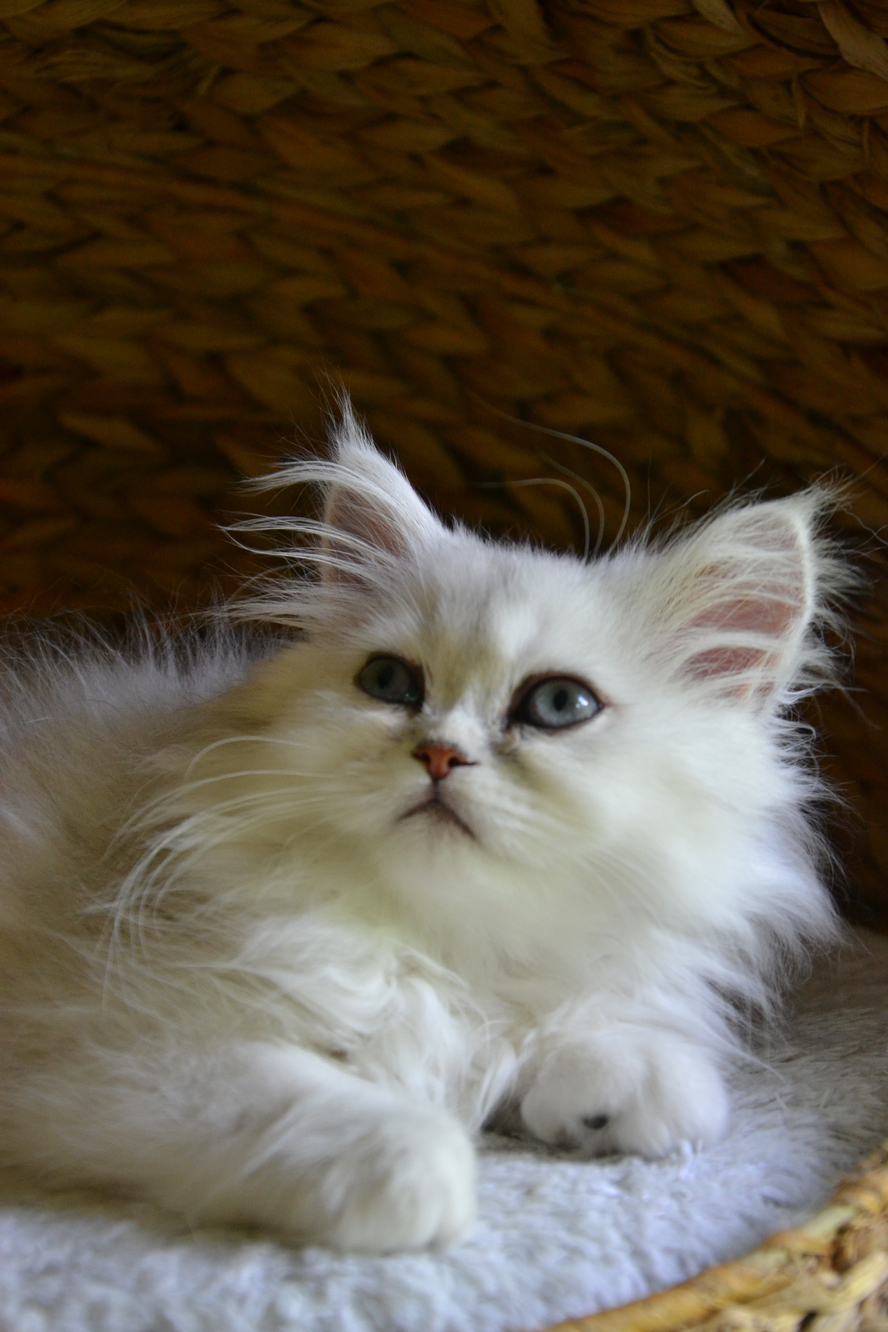 2 mois