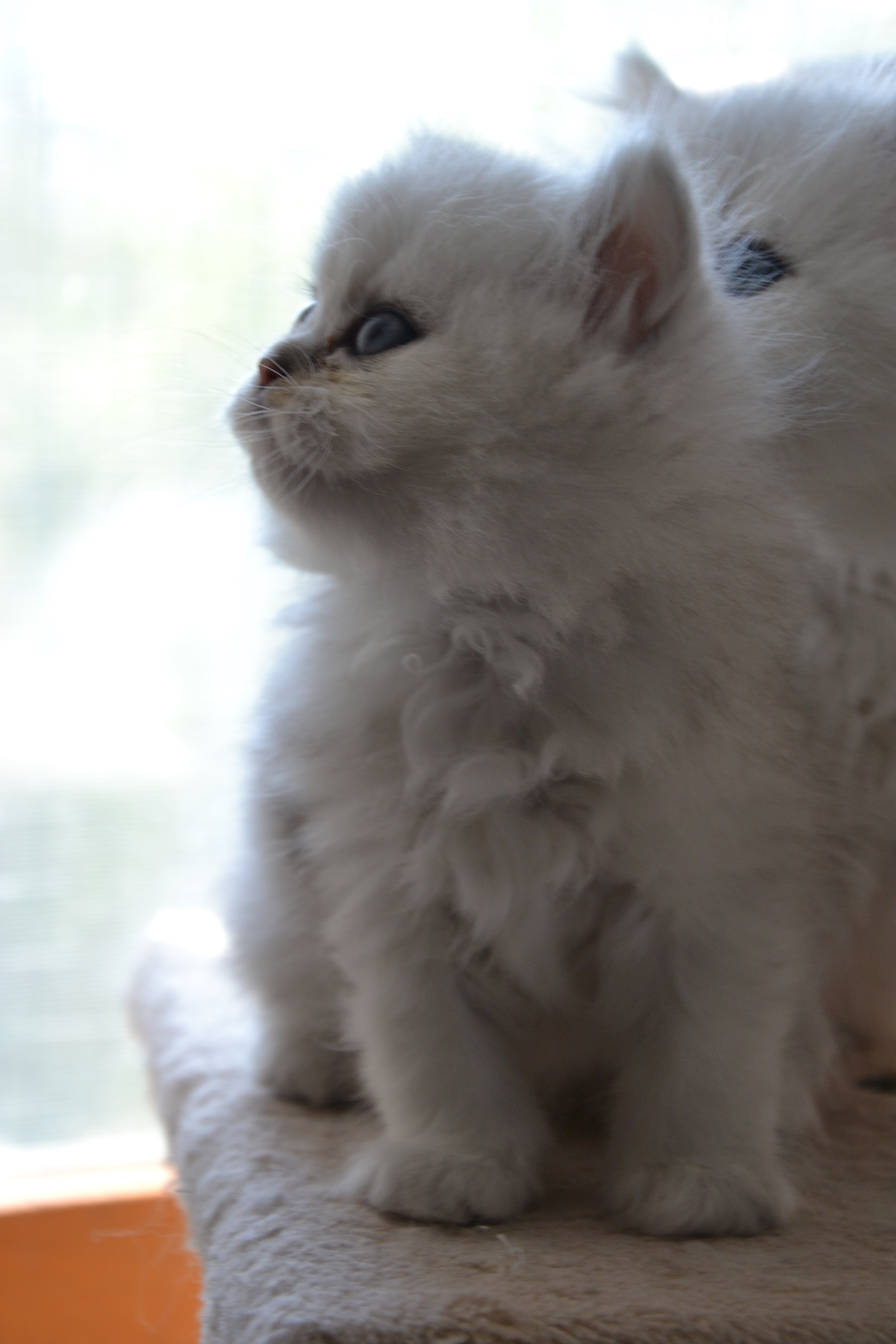 1 mois