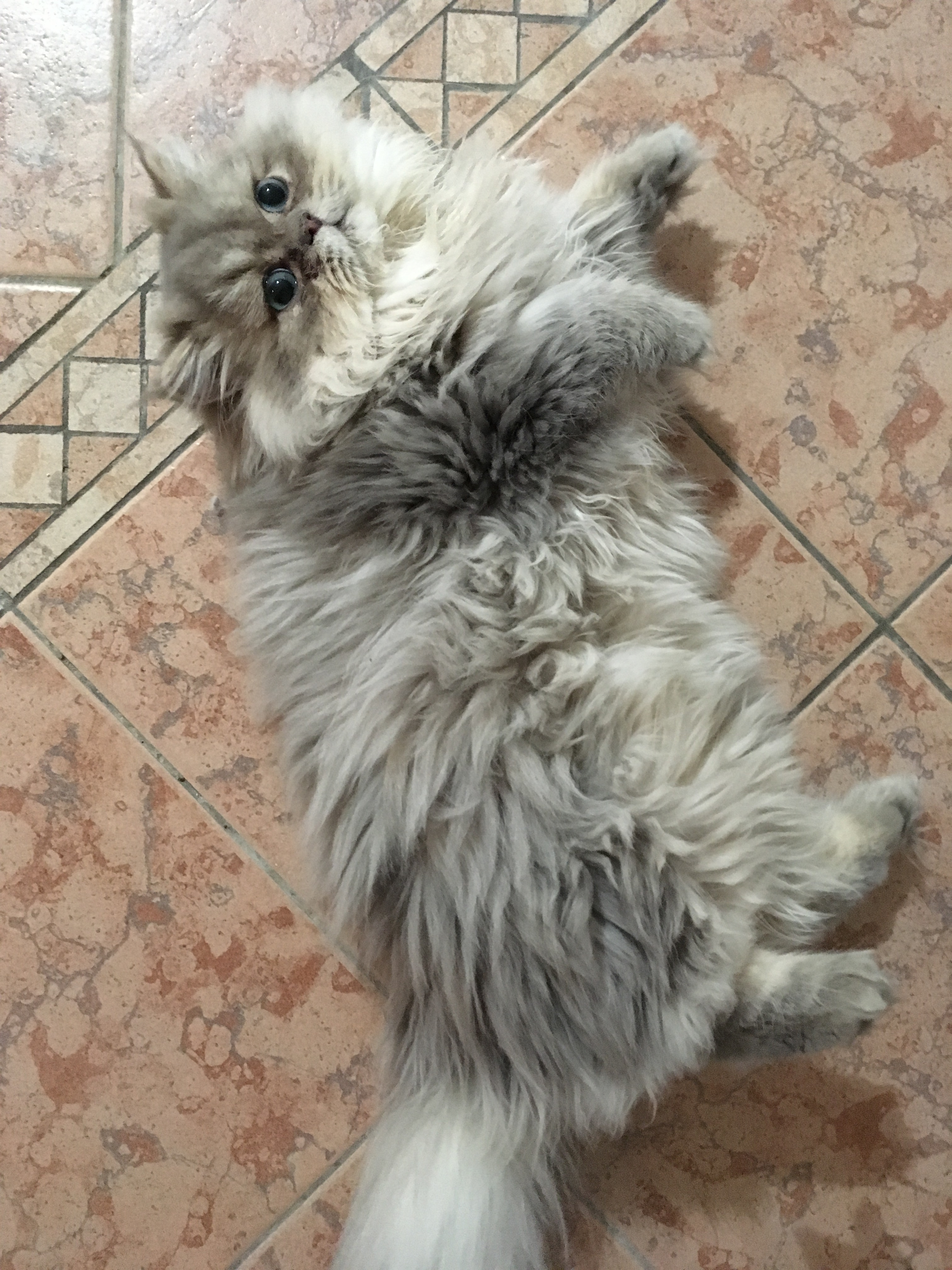 7 mois