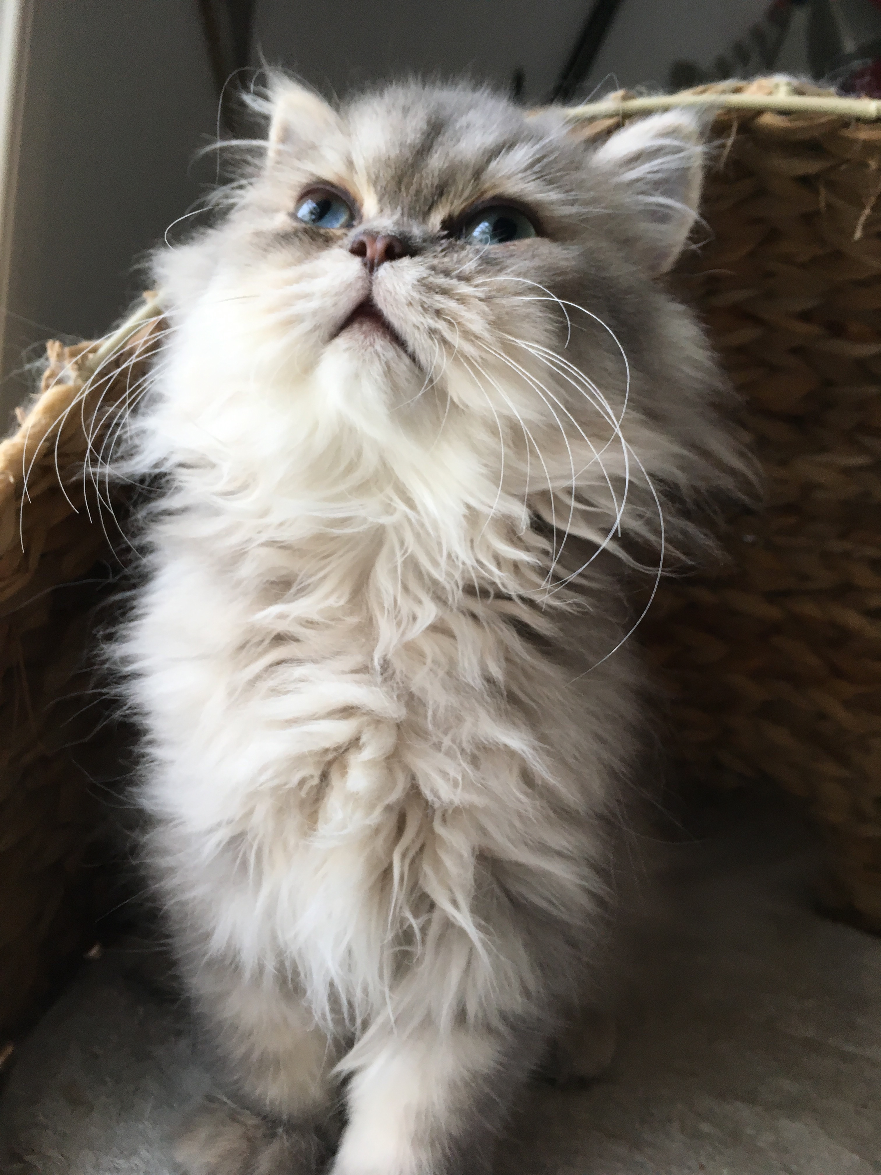 5 mois