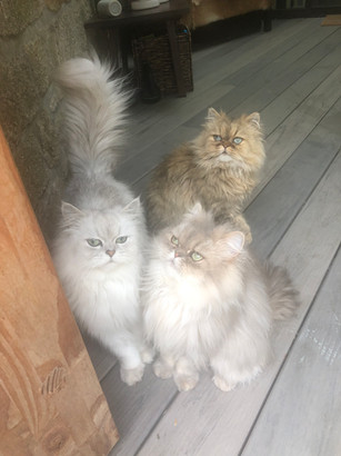 Perle, 1 an, Orion et Onyx, 2ans