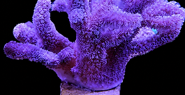 Sinularia mollis for sale uk