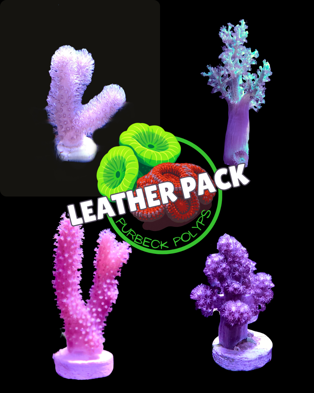 Leather coral frag pack - 4 x frags