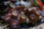 Pandora zoas