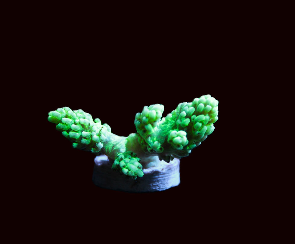 Thumbnail: Nepthea frag