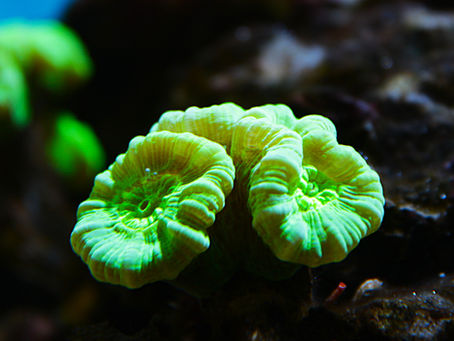 Green candy cane coral