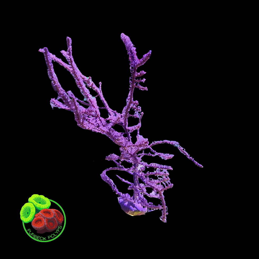 pink gorgonion for sale uk