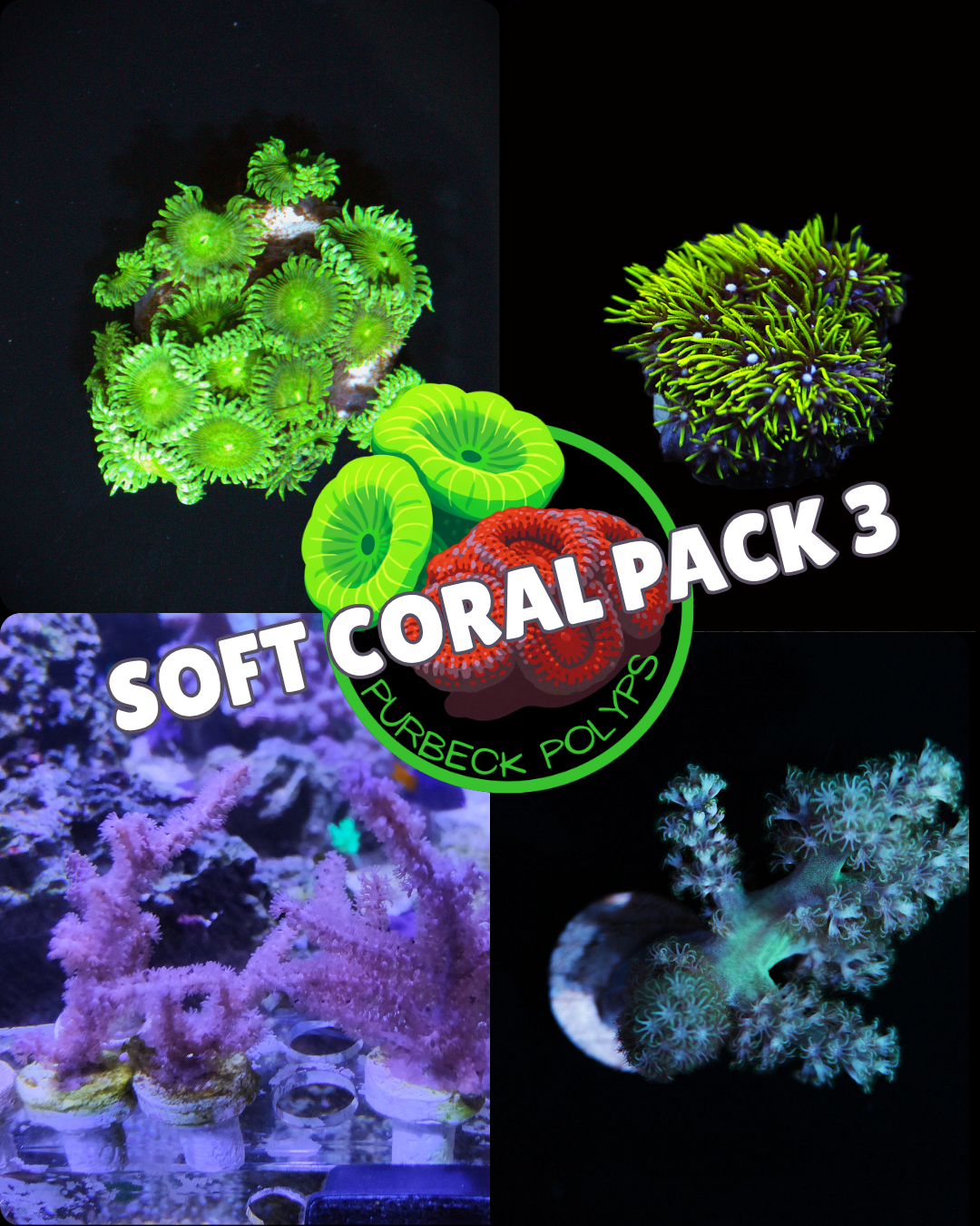 Soft coral Frag pack 3 - Uk Aqua Cultured - 4 frags